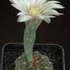 Gymnocalycium_3